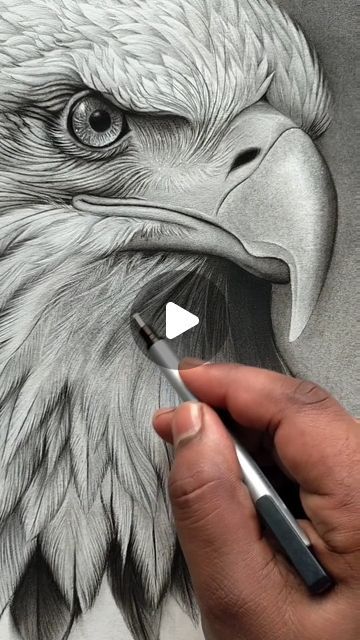 Charcoal And Graphite Drawings, Eagle Drawing Sketches, Eagle Pencil Drawing, Eagle Sketch, Art Reels, Eagle Drawing, Animal Portraits, Bird Drawings, Pencil Art