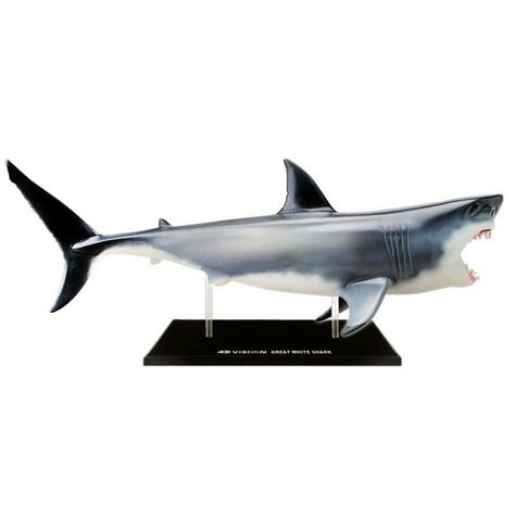 Great white shark pictures