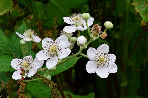 Bramble Flower | Flickr - Photo Sharing! Blackberry Bush, Woodland Flowers, Stage Set Design, Flower Fairies, Stage Set, Bramble, Diy Plants, Flower Fairy, Autumn Aesthetic