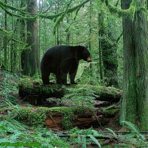 I went to Bear Training and learned if you come across a bear in the forest you're supposed to put your arms up and tell it, "Woah, bear." I will tell it "Aiaiaiaiaiiaiaiaiaia." Bear In Forest, American Black Bear, Bear Hunting, Bear Paintings, Temperate Rainforest, Bear Drawing, Forest Photos, Bear Pictures, Anime Animals