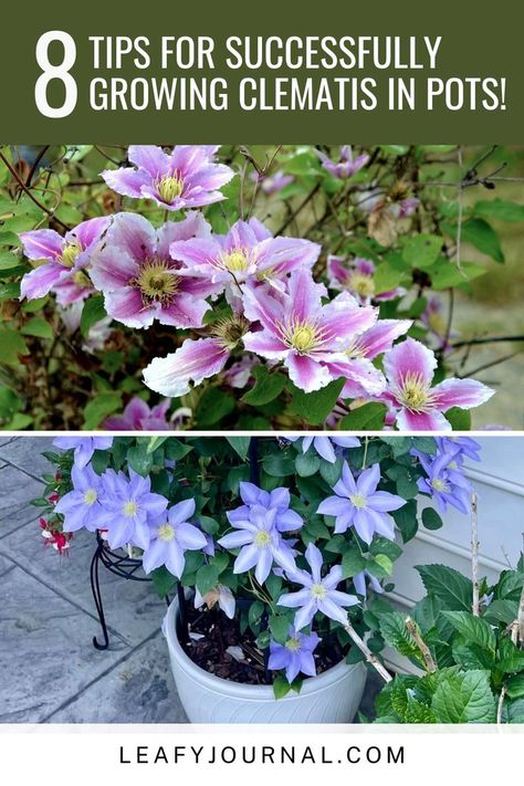 Discover the secrets to thriving Clematis in pots! Follow these 8 expert tips for beautiful blooms and lush vines in your container garden. Clematis In Pots, Growing Clematis, Clematis Flower, Plant Problems, Container Garden, Beautiful Blooms, Outdoor Plants, Clematis, Green Thumb