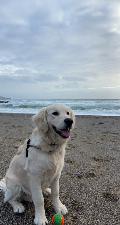 English Retriever, White Retriever, White Golden Retriever, Perros Golden Retriever, Reactive Dog, Very Cute Dogs, Cute Dog Pictures, Pretty Dogs, Retriever Puppy