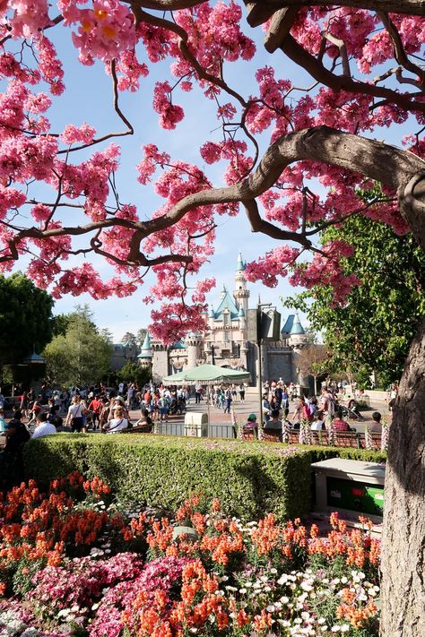 Spring time at Disneyland - 4 All Things Disney Disneyland Spring, Disney Castles, Paris Garden, Happy First Day Of Spring, Disney Vacation Planner, Disney Blog, Garden Festival, Paper Printable, First Day Of Spring