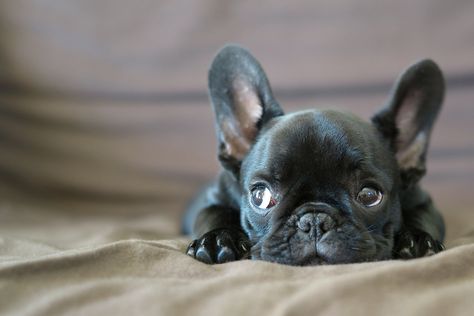 Black French Bulldogs, Bulldog Francese, Boston Terrier Puppy, French Bulldog Puppy, French Bulldog Puppies, Bulldog Puppies, Mans Best Friend, Animals Friends, I Love Dogs