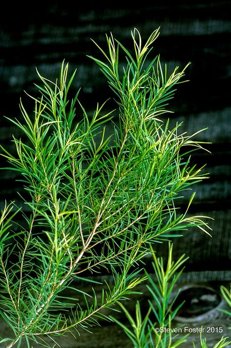 Tea Tree (Melaleuca alternifolia) Plant by CelticFrostHerbFarm on Etsy Tree Oil Benefits, Tea Tree Oil Benefits, Tea Tree Oil Face, Oils For Dandruff, Mother Earth Living, Patchouli Essential Oil, Essential Oil Benefits, Melaleuca Alternifolia, Natural Skin Care Routine