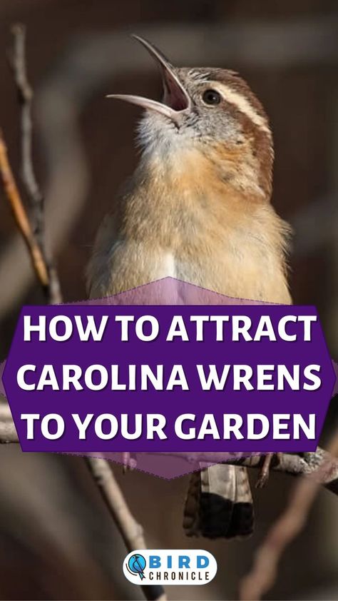 Wren Bird House, Heated Bird Bath, Wren House, Wren Bird, Carolina Wren, Dust Bath, Climb Trees, Smart Things, Backyard Birds