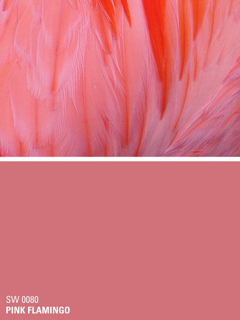 Sherwin-Williams paint color – Pink Flamingo (SW 0080) Sherwin Williams Pink Flamingo, Flamingo Pink Paint Color, Flamingo Pink Kitchen, Flamingo Color Palette, Flamingo Pink Color, Sherwin Williams Color Palette, Zyla Colors, Flamingo Pictures, Red Paint Colors