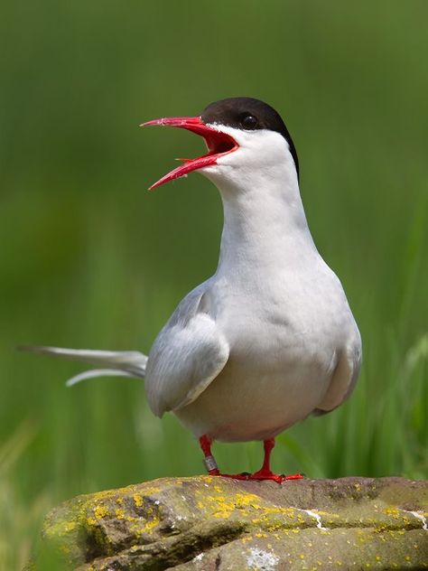 Domestic Birds, Farne Islands, Arctic Tern, Northumberland England, Water Birds, Nature Birds, Noah's Ark, Sea Birds, Wildlife Animals