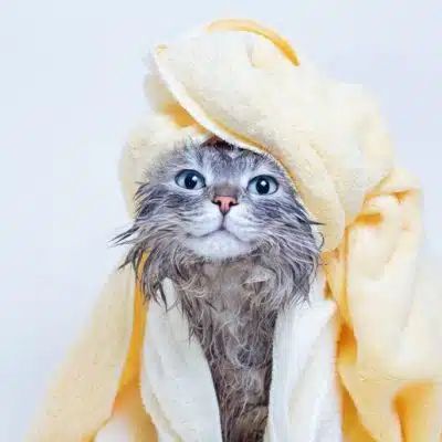 DIY Cat Shampoo: 5 Homemade Recipes With Simple Ingredients - Catster Homemade Cat Shampoo, Diy Cat Shampoo, Diy Oatmeal, Cat Shampoo, Homemade Shampoo, Homemade Cat, Long Haired Cats, Natural Cat, Pet Shampoo