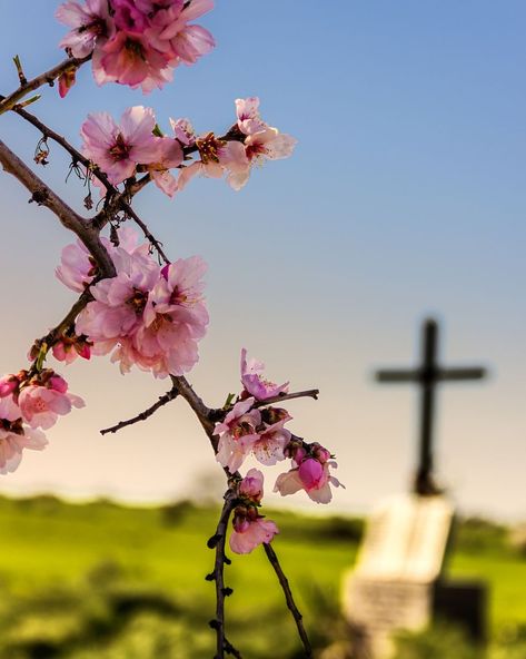 Recite These Easter Prayers and Blessings to Commemorate the Resurrection Almond Branch, Prayers And Blessings, Apulia Italy, Easter Prayers, Almond Flower, Prayer Of Thanks, Christian Graphics, Resurrection Sunday, Father Images