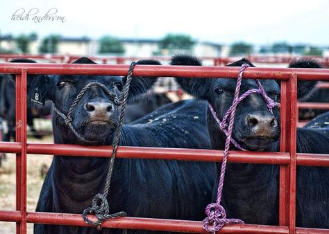 Show Cattle Barn, Club Calf, Cattle Showing, Beef Cows, Showing Cattle, Livestock Showing, Show Cows, Cattle Barn, Beef Cow