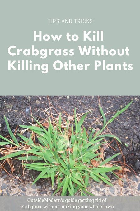 Home Remedy To Kill Weeds, Crabgrass Removal Lawn Care, How To Get Rid Of Crab Grass In Lawn, Crab Grass How To Get Rid Of, Crabgrass Removal, Orchid Pests, Centipede Grass, Tattoo Plant, Weeds In Lawn