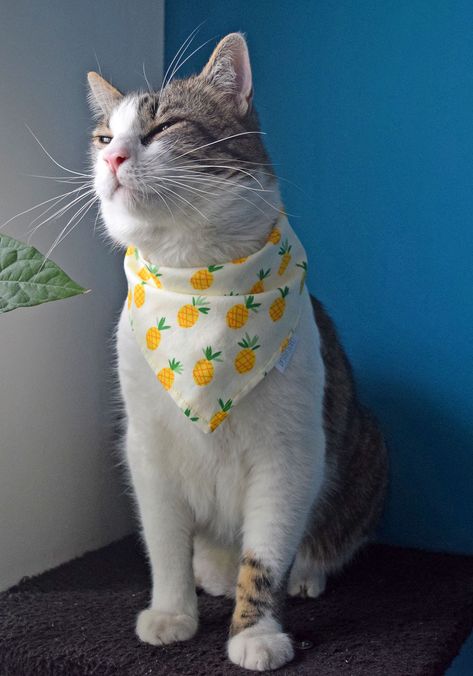 White tabby cat wearing pineapple bandana Cat With Bandana, Dogs In Bandanas, Yellow Summer Bandana, Dogs Wearing Bandanas, Cat Bow Tie, Pet Bow Ties, Catnip Toys, Pineapple Print, Pet Bows