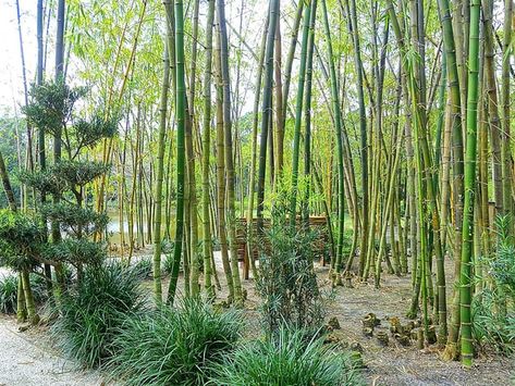 The Little-Known Japanese Garden In Florida Where You Can Explore Secret Gardens And Waterfalls Garden In Florida, Ancient Samurai, Japanese Style House, Family Beach Trip, Wheelchair Friendly, Secret Gardens, Delray Beach, Inclusive Resorts, Calm Water