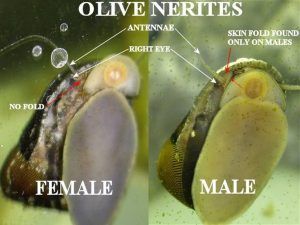 Nerite snail male and female Mystery Snail Tank Ideas, Mystery Snail Tank, Snail Eggs, Freshwater Snails, Mystery Snails, Aquarium Freshwater, Aquarium Snails, Snail Farming, Snail Tank