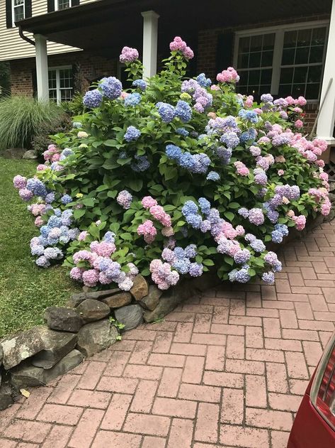 My Grammy's Stunning Hydrangea Bush She's So Proud Of Hydrangea Bush Landscaping, Bush Wedding, Hydrangea Bush, Elegant Garden, Garden Stand, Rose Bush, Best Pics, Online Group, Low Budget