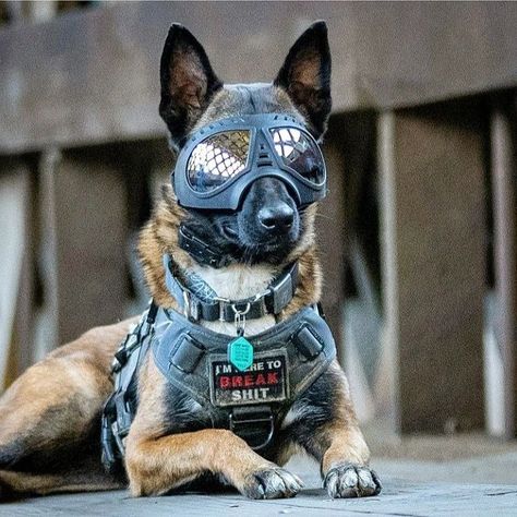 Dog Armor, Operation Raccoon City, K9 Unit, Tactical Wear, Police K9, Military Dogs, Dog Facts, Dog Vest, Belgian Malinois