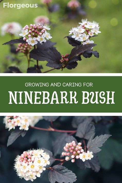 ninebark Ninebark Shrub, Physocarpus Opulifolius, Flower Meanings, Different Flowers, Outdoor Plants, How To Grow, Flower Beds, Green Thumb, Garden Projects