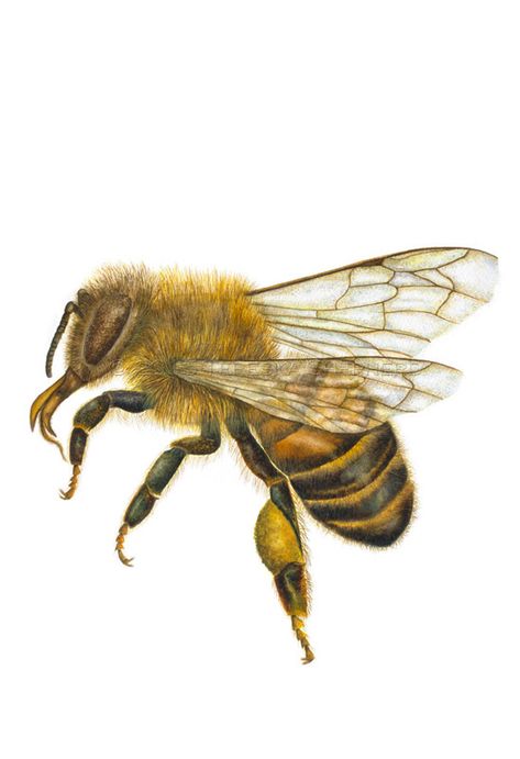 Apis mellifera mellifera Apis Mellifera, Bumble Bee Scientific Illustration, Crows Ravens, Bee Keeping, Honey Bee, Blackwork, Insects, Bee, Animals