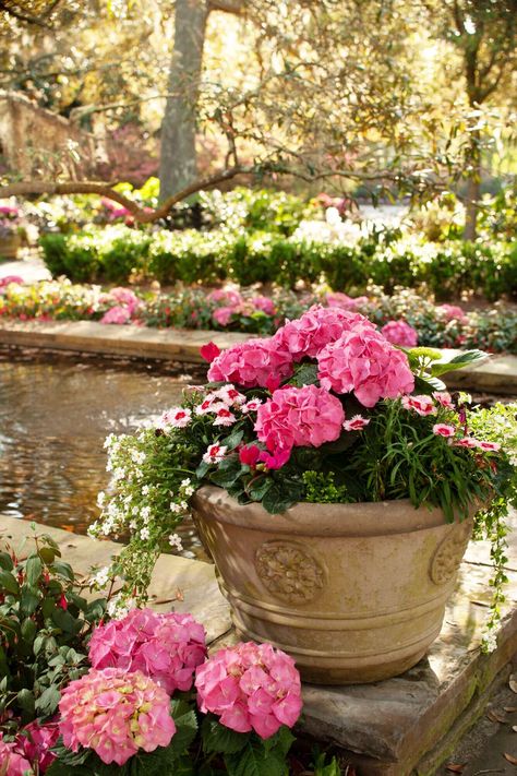 Pink potted hydrangeas Pinterest Plant, French Hydrangea, Hydrangea Potted, Big Leaf Hydrangea, Azaleas Garden, Ficus Pumila, Kalanchoe Blossfeldiana, Smooth Hydrangea, Panicle Hydrangea