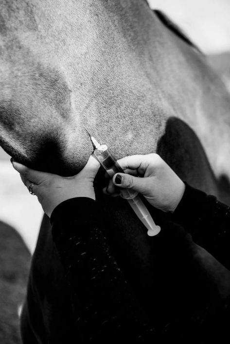 Future Veterinarian Wallpaper, Vetmed Aesthetic, Horse Veterinarian, Livestock Vet, Large Animal Veterinarian, Veterinary Aesthetic, Veterinarian Aesthetic, Vet Pictures, Vet School Motivation