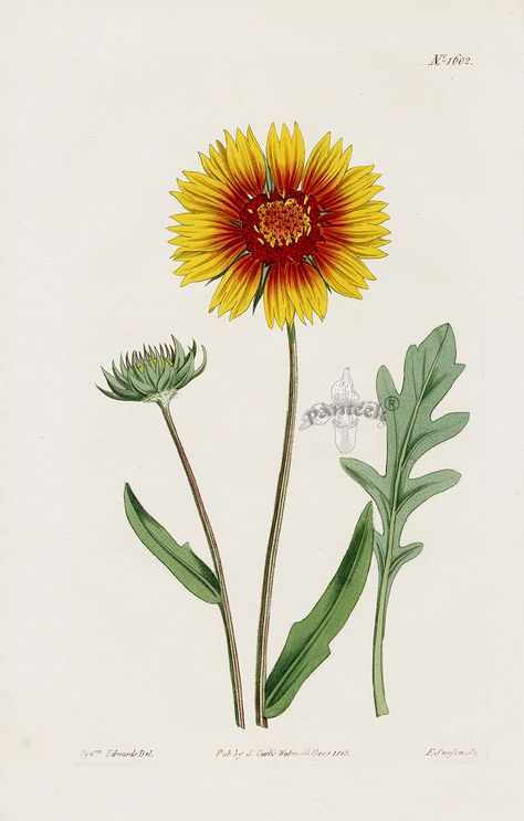 William Curtis Botanical Magazine Antique Prints 1787-1839 Indian Blanket Flower, Blanket Flower, Indian Blankets, Missouri Botanical Garden, Botanical Drawings, Flower Illustration, Antique Prints, Botanical Illustration, Botany