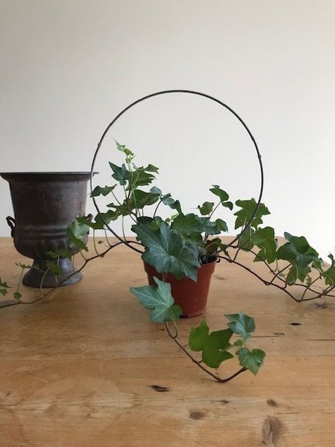 Create this easy ivy topiary to add character and charm to your home. You can use any kind of decorative container but I like the look of an urn because I like the proportion of the urn's shape coupled with the round topiary Use An Old Tomato CageThe first thing you’re going to need is some kind of circular frame. You can use heavy wire or a wire coat hanger and form your own. Or if you have an old pathetic tomato cage laying around like I did — you can use that!Cut the center ri… Ivy Topiary Indoor, Ivy Topiary Diy, Bohemian Beach Decor, Ivy Topiary, Outdoor Topiary, Topiary Diy, Sunflower Arrangements, Topiary Plants, Ivy Vine