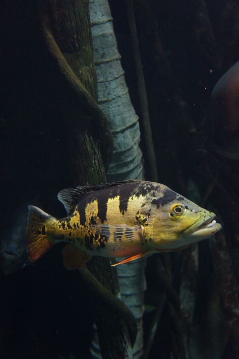 Black Bass Fish, Tropical Fish Photography, Bass Jumping Out Of Water, Peacock Bass, Tennessee Aquarium, Giant Fish, Fish Tank Design, Wild Caught Fish, Fish Artwork