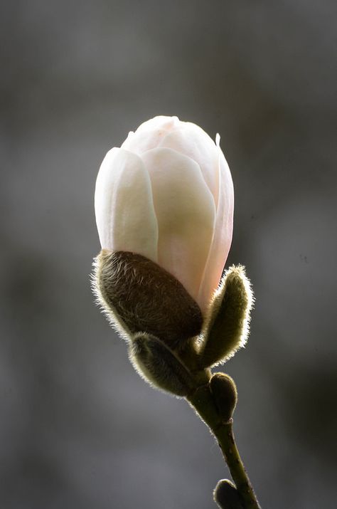 "Be of good cheer. Do not think of today's failures, but of the success that may come tomorrow. You have set yourselves a difficult task, but you will succeed if you perservere; and you will find a joy in overcoming obstacles. Remember no effort that we make to attain something beautiful is ever lost." - Helen Keller Magnolia Bud, Chinese Painting Traditional, Be Of Good Cheer, Star Magnolia, Philips Lumea, Flower Games, Southern Magnolia, Blossom Garden, Overcoming Obstacles