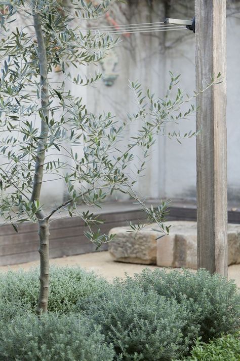 The Greyish green garden Olive Tree Underplanting, Lavender Courtyard, Melissa Penfold, Mediterranean Garden Design, Greyish Green, Australian Native Garden, Dry Garden, Australian Garden, Spirit Level