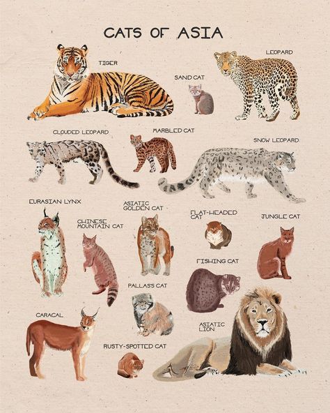 Cat Allergy, Wild Cat Species, Dog Allergy, Animal Information, Wildlife Biologist, Cat Species, Dinosaur Pictures, Animal Science, Animal Anatomy