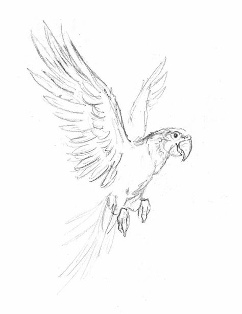 Drawings Of Birds Sketches, Drawing Ideas Parrot, Drawing Of A Parrot, Animal Scetch Drawings, Parrot Sketch Pencil, Parrot Drawing Reference, How To Draw A Bird Flying, Flying Animals Drawing, Flying Parrot Drawing