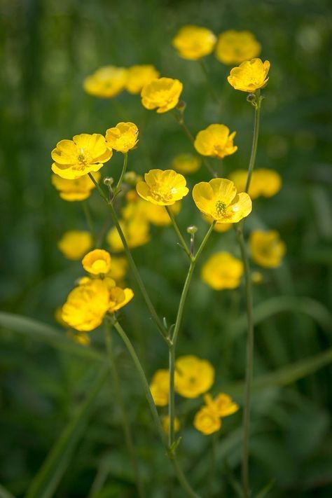 Different Kinds Of Flowers, Buttercup Flower, Flower Words, Most Beautiful Flowers, Flower Fairies, Favorite Flowers, Different Flowers, Flower Pictures, Ikebana