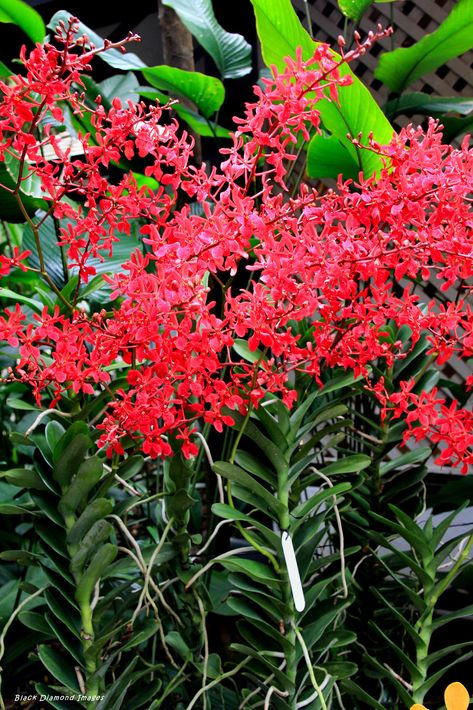 Singapore Garden By The Bay, Singapore Botanical Garden, Botanical Gardens Singapore, National Orchid Garden Singapore, Orchid Varieties, Singapore Botanic Gardens, Diamond Image, Renanthera Orchid, Vanda Orchids