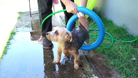 Pool noodles are great for kids enjoying a summer swim, but they're also incredibly useful for DIY projects that can make life easier or more fun for you and your dog. Indoor Dog Room Ideas, Indoor Dog Room, Dog Life Hacks, Noodle Crafts, Pool Noodle Crafts, Dog Room Ideas, Bacon And Egg Casserole, Pool Noodle, Dogs Stuff