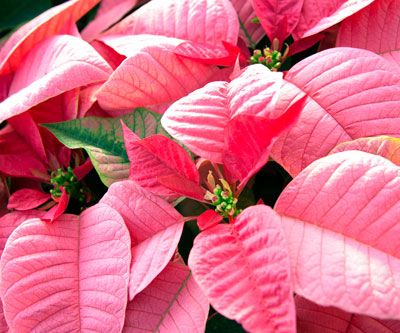 Question of the Week: December 20, 2018 - Neil Sperry's GARDENS Christmas Tree Roses, Pink Christmas Tree Decorations, Xmas Flowers, Pink Poinsettia, December Birth Flower, Large Christmas Ornaments, Pink Christmas Ornaments, Christmas Flower Arrangements, Pink Xmas