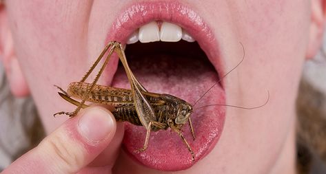 Insects are tasty and nutritious, and raising them is good for the planet. So how can Westerners be convinced to give insects a taste? Eating Bugs, Person Eating, Edible Insects, Did You Eat, Arthropods, Sustainable Food, People Eating, Nagano, Protein Bars