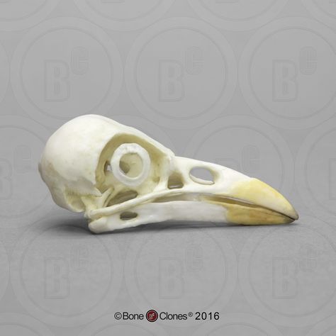 Crow Family, Dead Bird, West Nile Virus, Small Skull, Central California, The Crow, Small Animals, Zoology, Skull And Bones