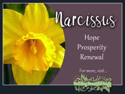 Flower Meanings | Birth Flowers | The Language of Flowers | Floriography Plant Symbolism, Flowers Language, December Flowers, Plant Meanings, Flower Healing, Flowers Meanings, Flowers And Their Meanings, Symbolism And Meanings, Narcissus Flowers