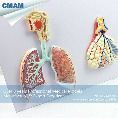 Respiratory System Model, Respiratory System Projects, Human Body Science Projects, Section Model, Model Anatomy, Human Respiratory System, Human Body Projects, Human Body Science, Biology Projects