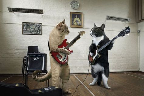 Cat's entertainment! Musical moggies make up hilarious cat calendar - Mirror Online Cat Entertainment, Cat Calendar, Cats Musical, Two Cats, Silly Animals, Cat Scratching, Cat Playing, Silly Cats, Pretty Cats