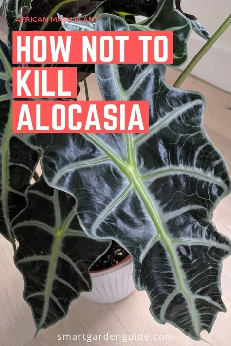 Learn to grow and care for Alocasia Amazonica. An amazing houseplant and another wonderful member of the Alocasia genus. Known by a long list of names including Alocasia Amazonica, Alocasia Polly and African Mask plant. A challenging plant to keep in good shape, so read this care guide to help keep your thriving. Alacosia Plant, African Mask Plant Care, Alocasia African Mask Plant, Alocasia Polly Plant Care, Sheffalara Plant, Alocasia Amazonica Care, Alocasia Polly Care, Alocasia Plant Varieties, Z Plant