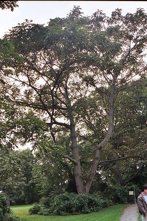 Butternut Tree - Juglans cinerea - Also not good for my backyard - same reasons as black walnut Growing Walnut Trees, Tapping Black Walnut Trees, Butternut Tree, English Walnut Tree, Cape Chestnut Tree, Trees Images, Butternut Squash Pine Nut, Juglans Nigra, Tiny Acorn