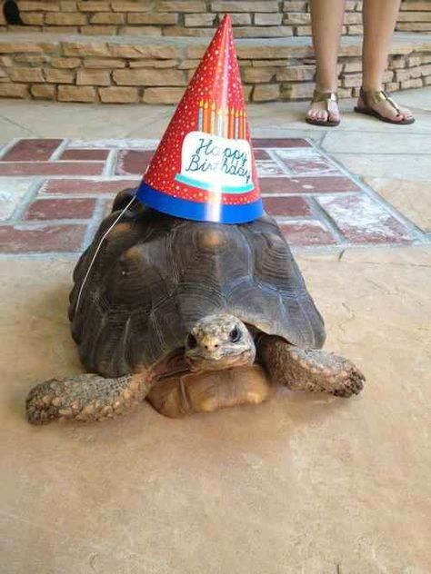 Be as chill as this birthday tortoise. | 17 Things To Do While People Are Singing Happy Birthday To You Red Footed Tortoise, Tortoise Food, 53 Birthday, Russian Tortoise, Tortoise Care, Baby Tortoise, Giant Tortoise, Pet Turtle, Turtle Birthday