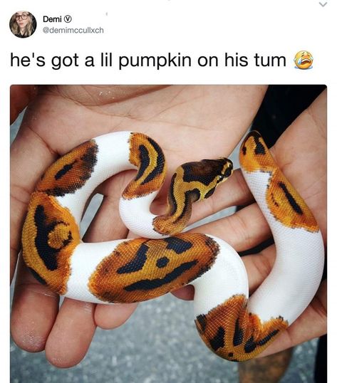 Spooky Memes, Pretty Snakes, Ball Python Morphs, Cute Reptiles, Cute Snake, Pet Snake, Ball Python, Pretty Animals, A Snake