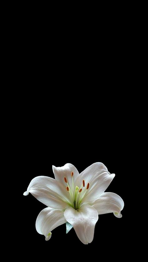 Phone Lock Screen Wallpaper Beautiful, Initial Flower Wallpaper, Flower Asthetics Photos Wallpaper, Flower With Black Background Wallpaper, Lotus Wallpaper Iphone, Black Screen Flower, Cute Black Wallpapers Aesthetic, Black Screen Wallpapers, Pretty Flowers Background