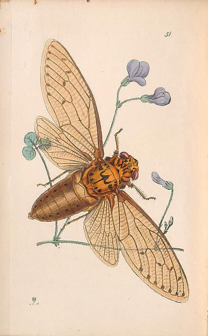 v.2 (1845) - Arcana entomologica; or illustrations of new, rare and interesting insects - Biodiversity Heritage Library Cicada Reference, Linocut Projects, Entomology Illustration, Insect Illustration, Butterfly Prints, Beetle Art, Insect Tattoo, Beetle Insect, Stamp Ideas