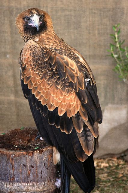 Raptor Bird Of Prey, Wedge Tailed Eagle, Raptors Bird, Bird Of Prey, Australian Birds, Nature Birds, Bird Pictures, Exotic Birds, Pretty Birds