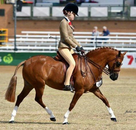 Welsh Pony Section B, Chincoteague Pony, Chestnut Welsh Pony, Chestnut Warmblood, Shetland Pony Riding, Welsh Pony, Beautiful Horse Pictures, Pony Club, Horse Pictures