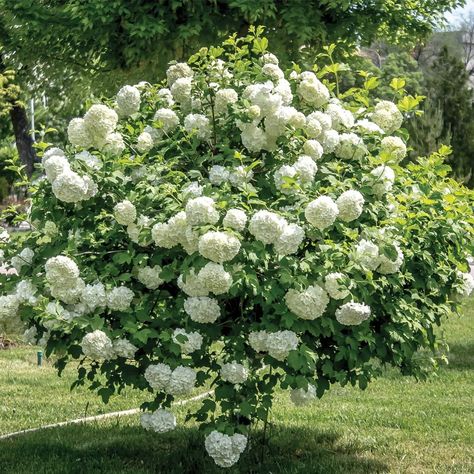 Viburnum Opulus Roseum, Snowball Tree, Snowball Bush, Snowball Viburnum, Guelder Rose, Fast Growing Shrubs, Viburnum Opulus, Laurus Nobilis, Garden Shrubs